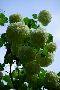 White real snow ball bush