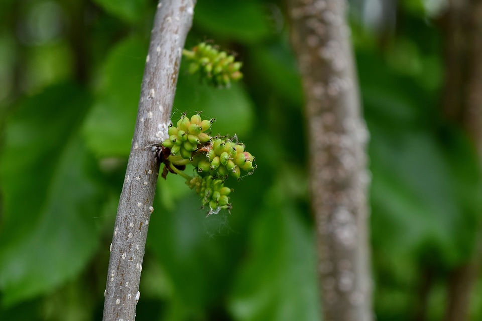 Tree plant nature
