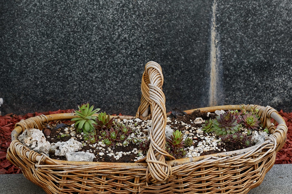 Cactus wicker basket nature
