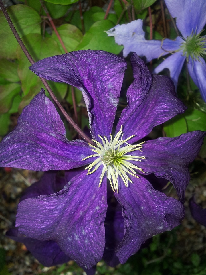 Lilac summer floral
