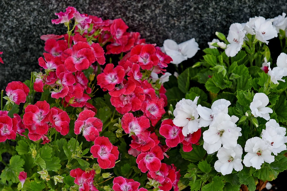 Pink white flower nature