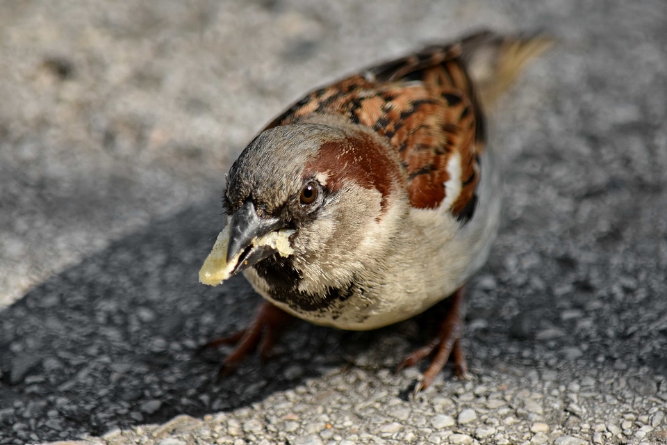 Eating head sparrow photo