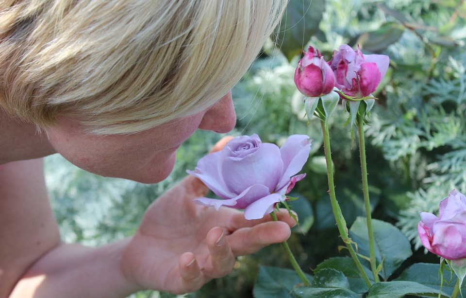 Scent of roses sense of smell fragrance