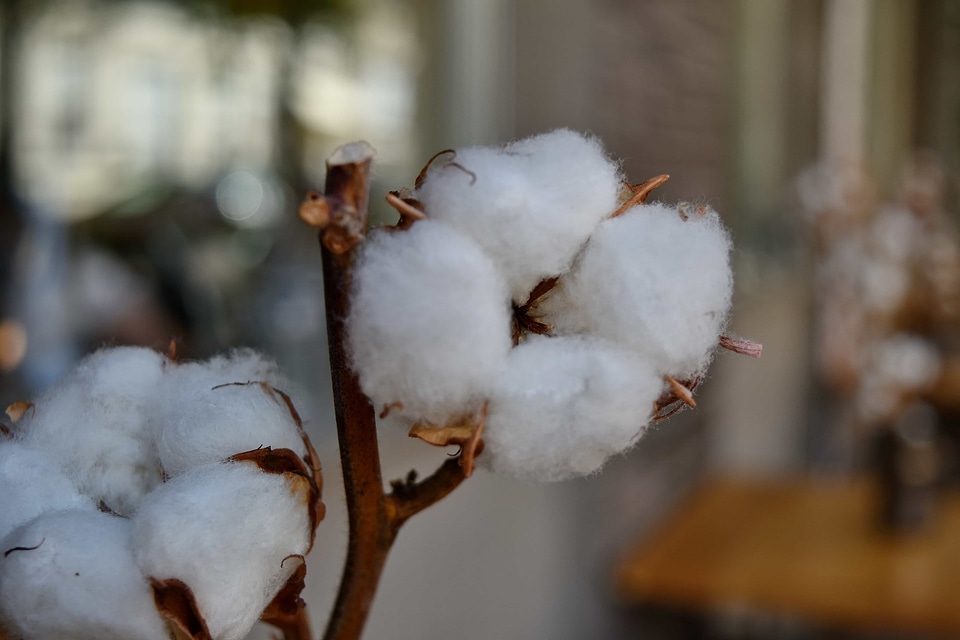 Branches cotton cotton grass