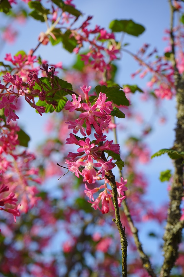 Red ribes sanguineum currants