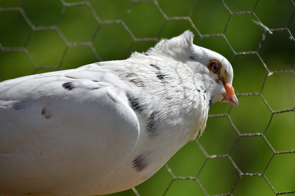Cage fence pigeon photo