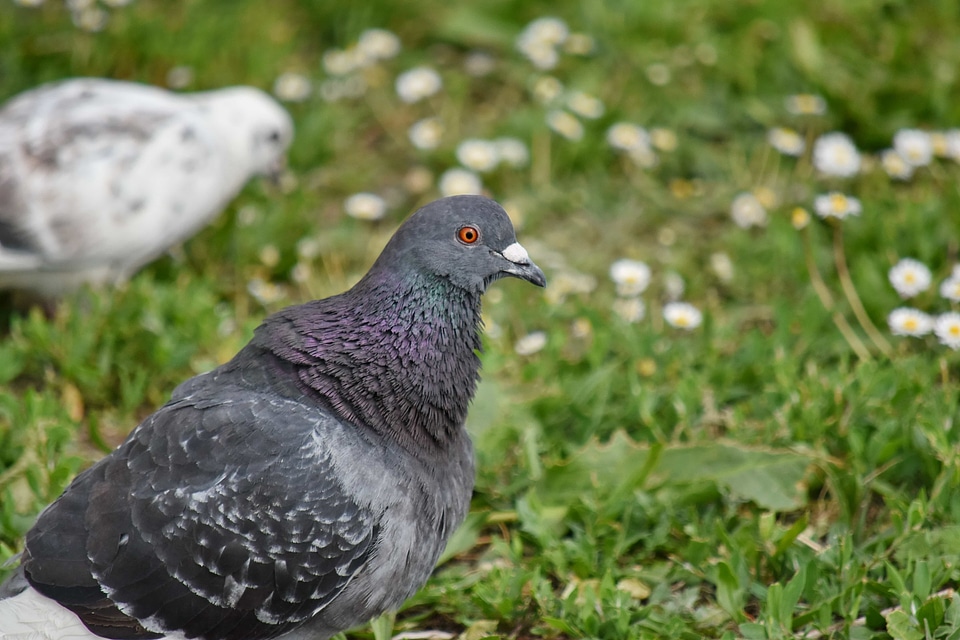 Green Grass pigeon animal