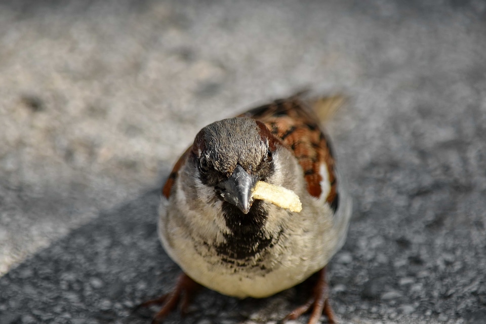 Eating wildlife feather