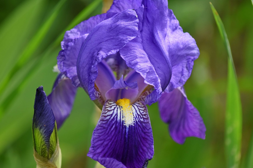 Iris purple plant