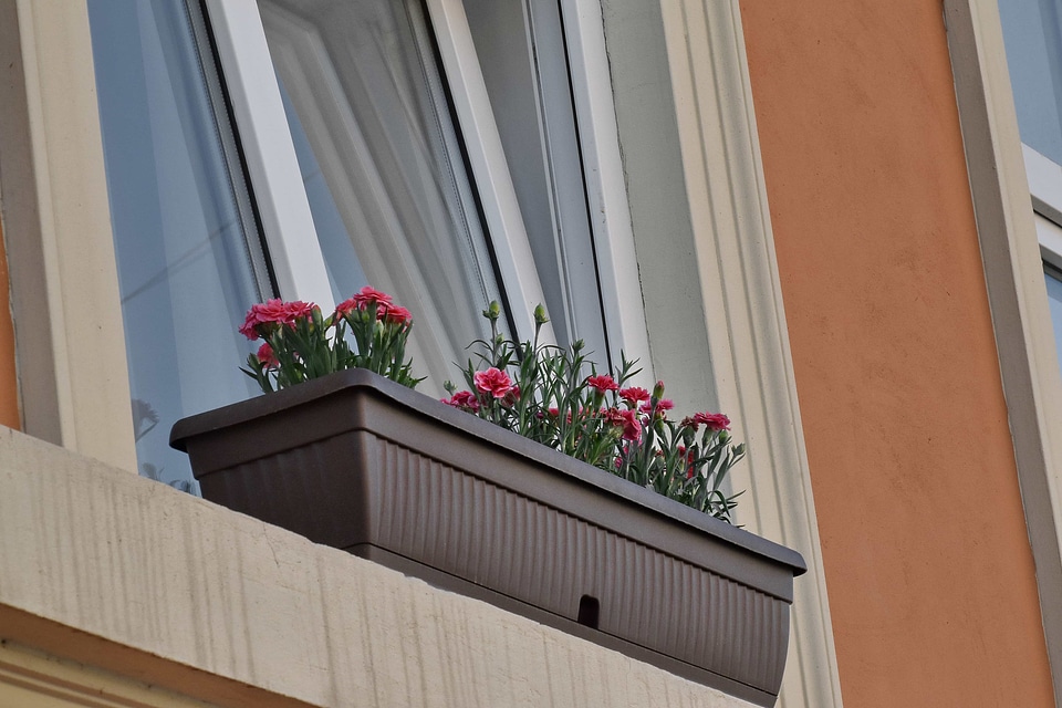 Carnation flowerpot urban area