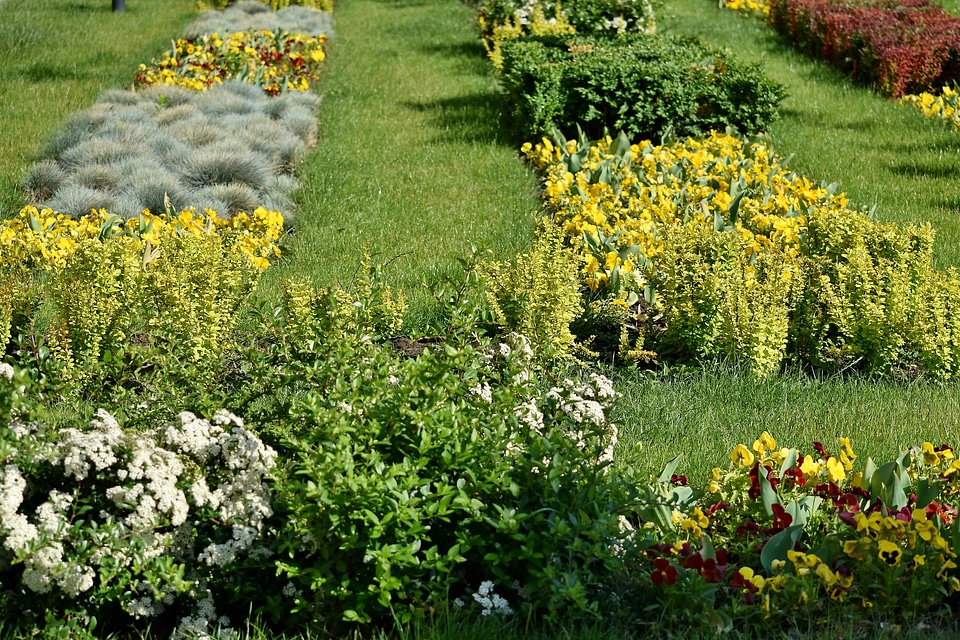 Garden nature herb