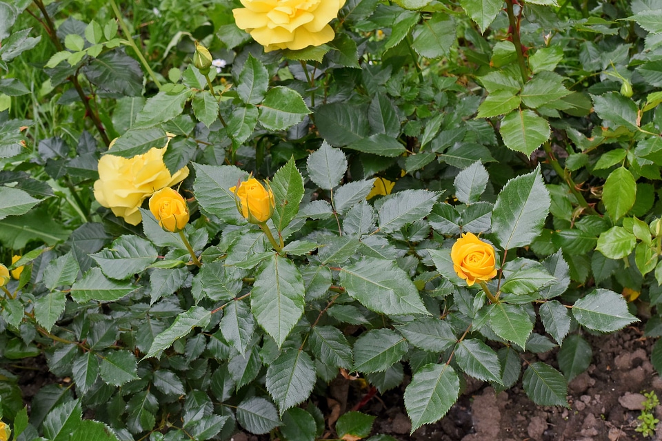 Roses nature herb