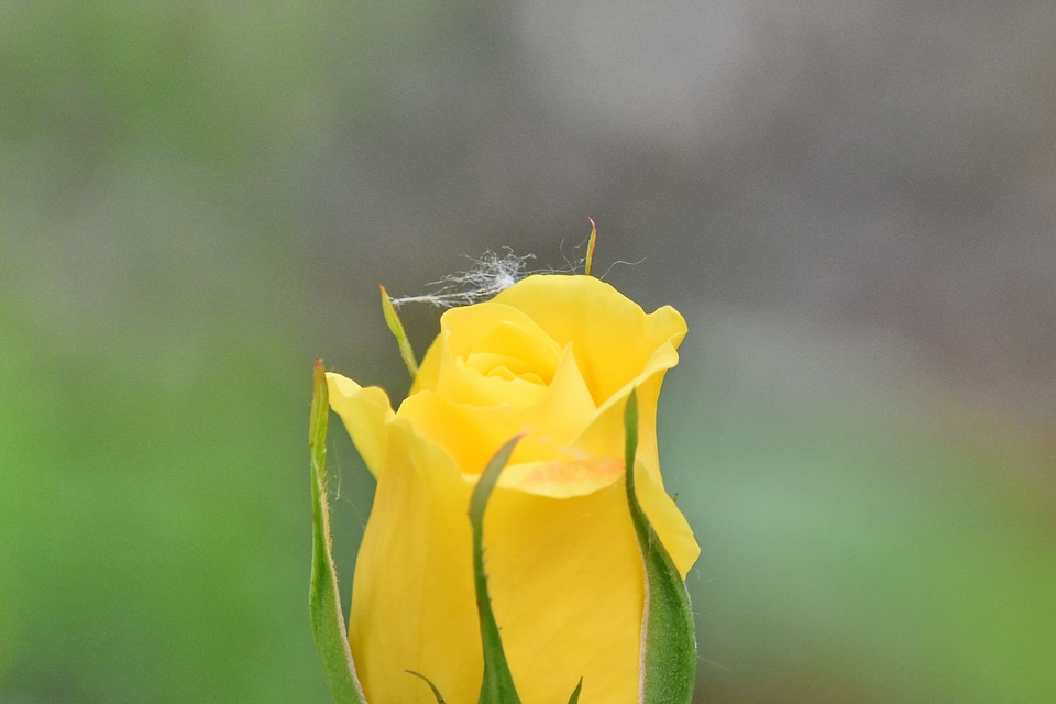 Yellow flower spring