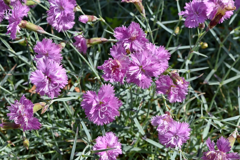 Beautiful Flowers carnation horticulture
