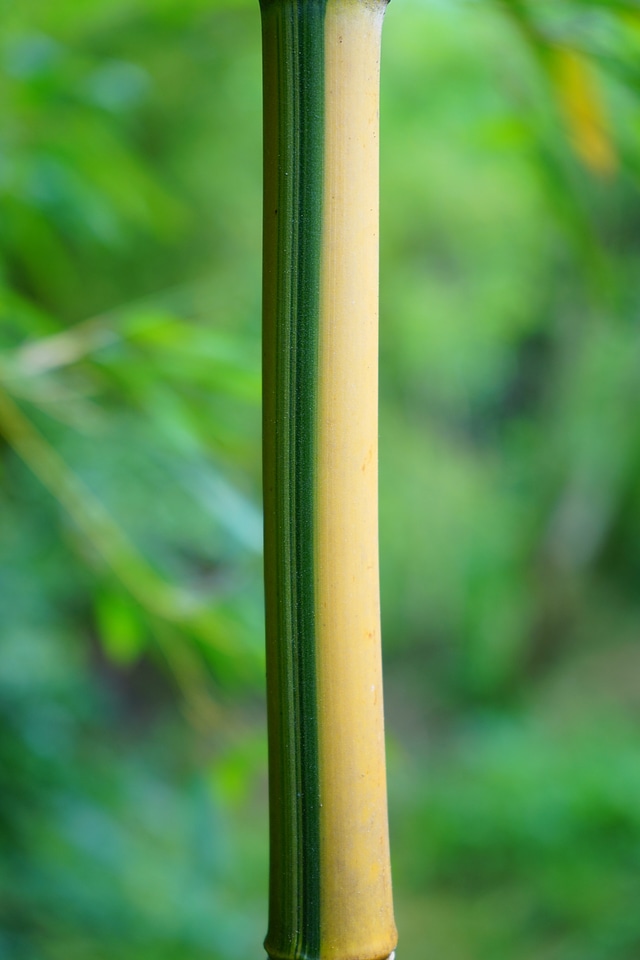 Yellow woody bamboo
