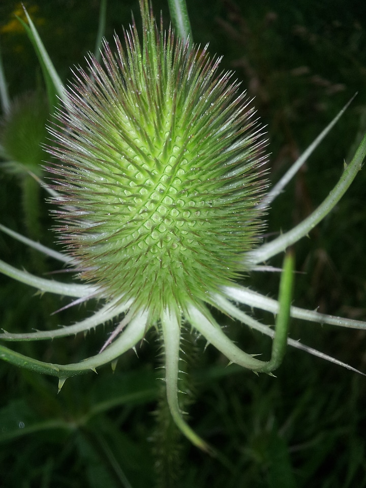 Prickly autumn dew
