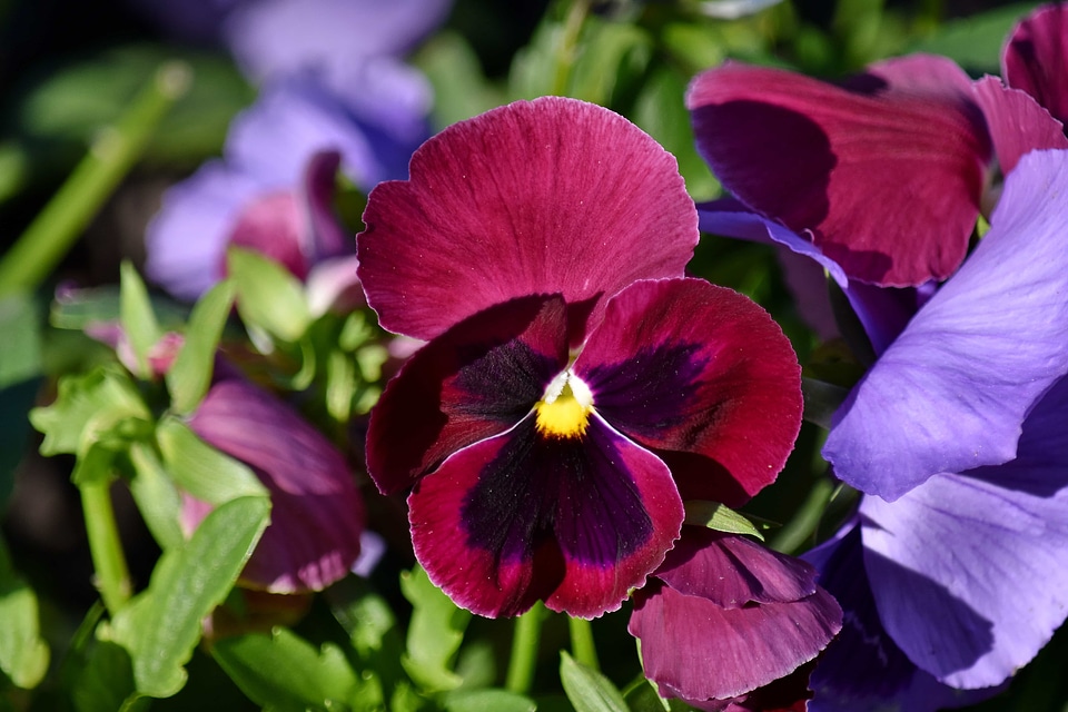 Nature flowers bloom