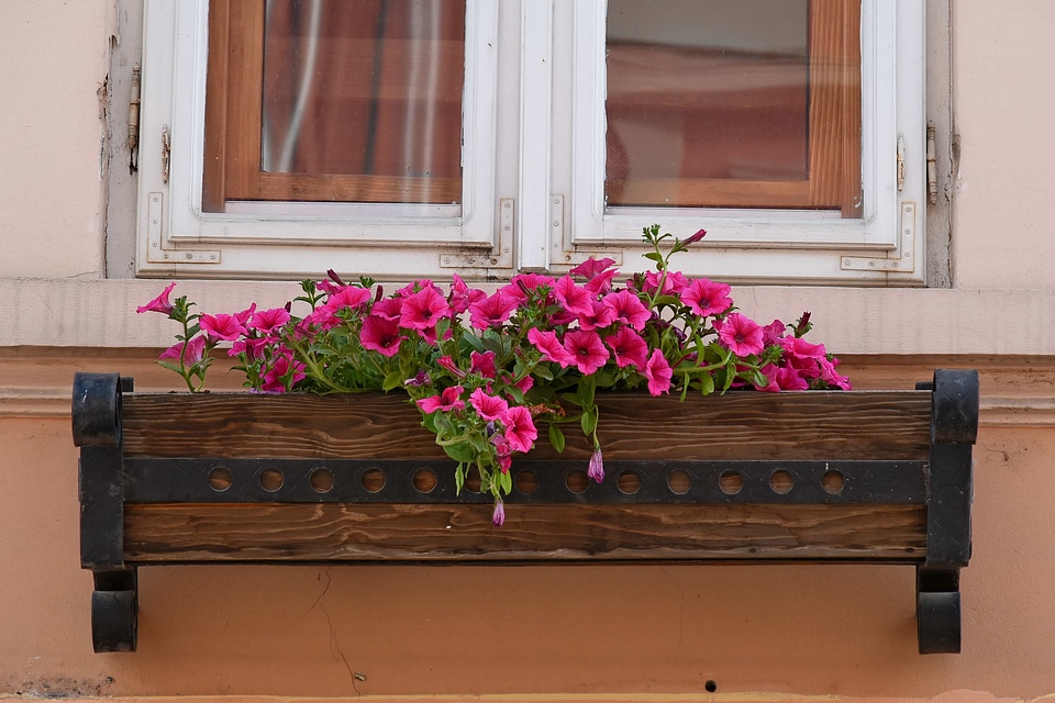 Flowerpot wood sill photo