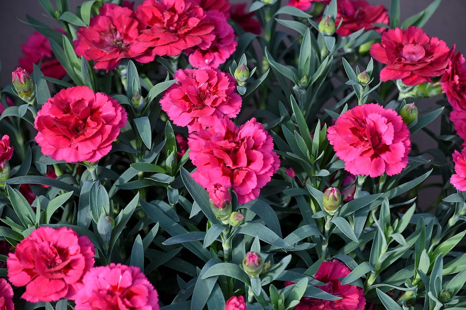 Carnation pinkish plant