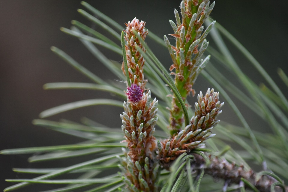 Flowering tree plant