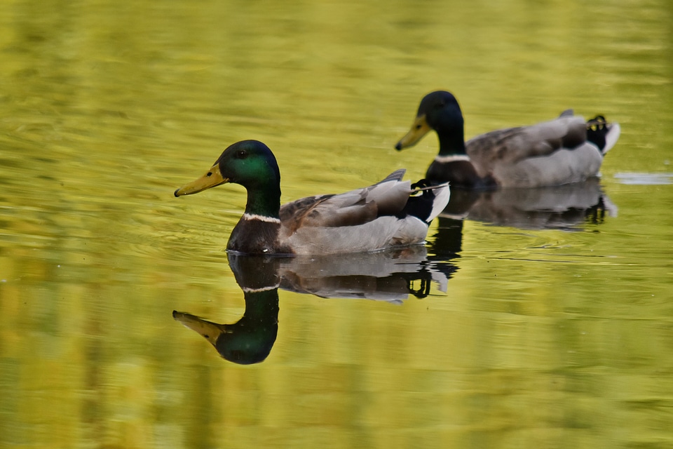 Wildlife pool lake