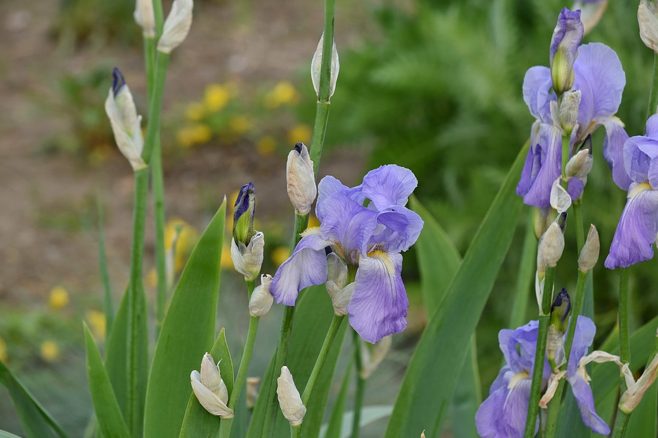 Garden iris purple