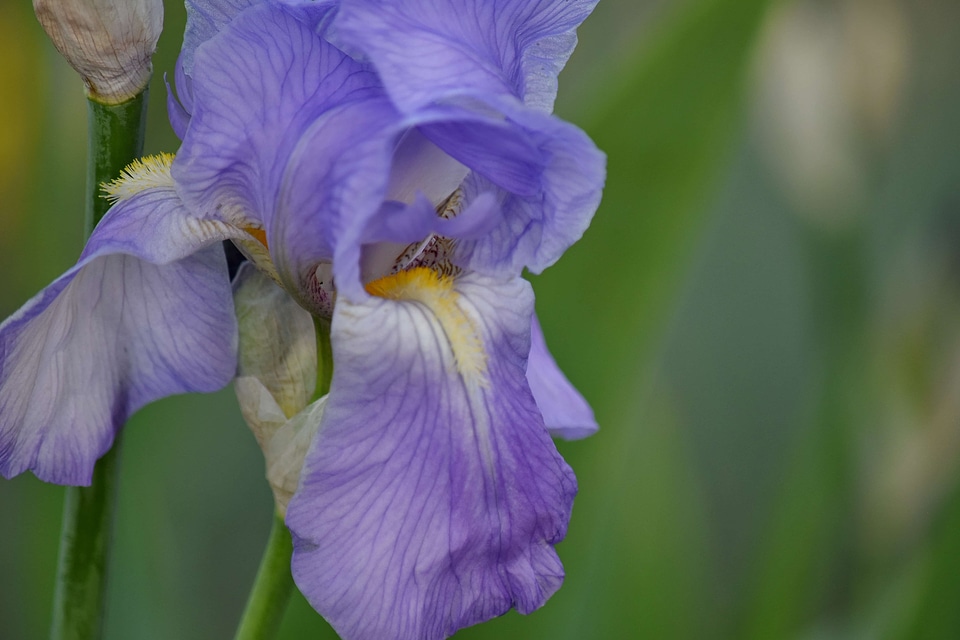 Blooming detail iris