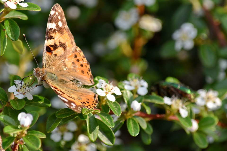 Arthropod butterfly butterfly plant