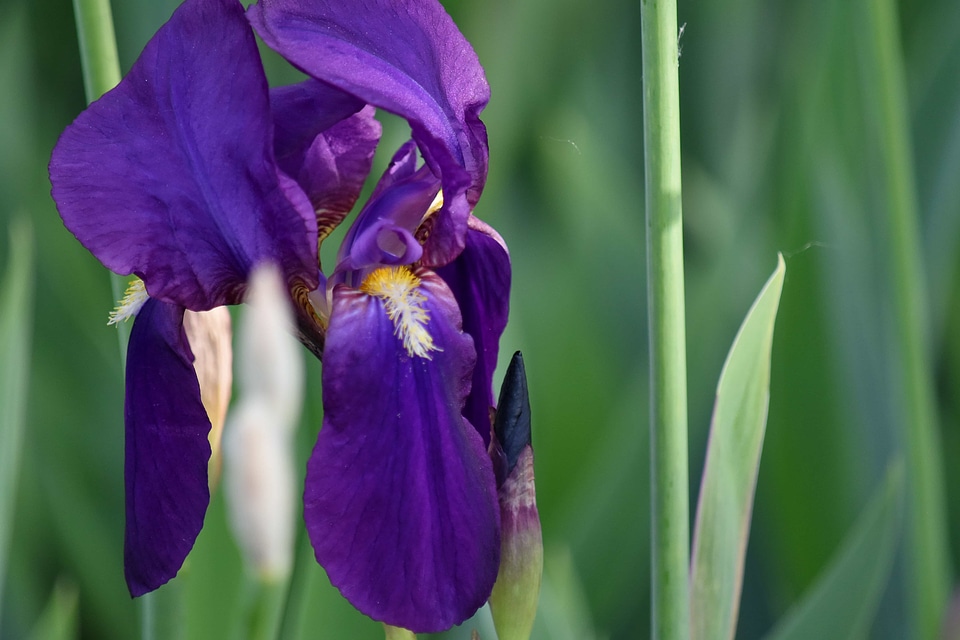Purple petal spring