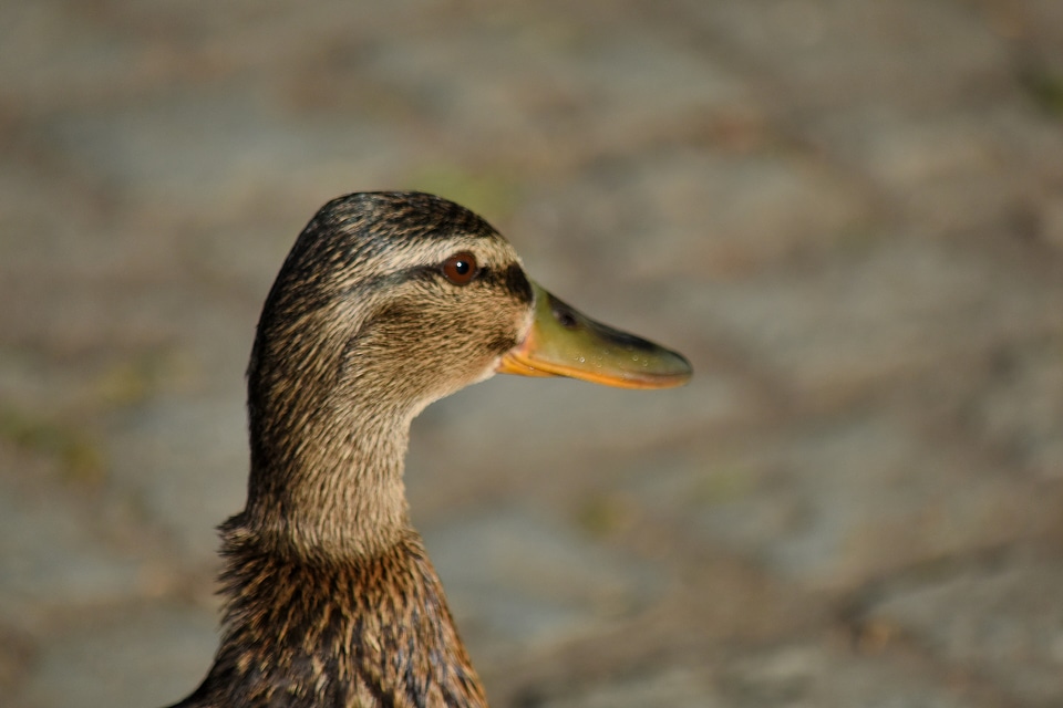Side View duck bird waterfowl