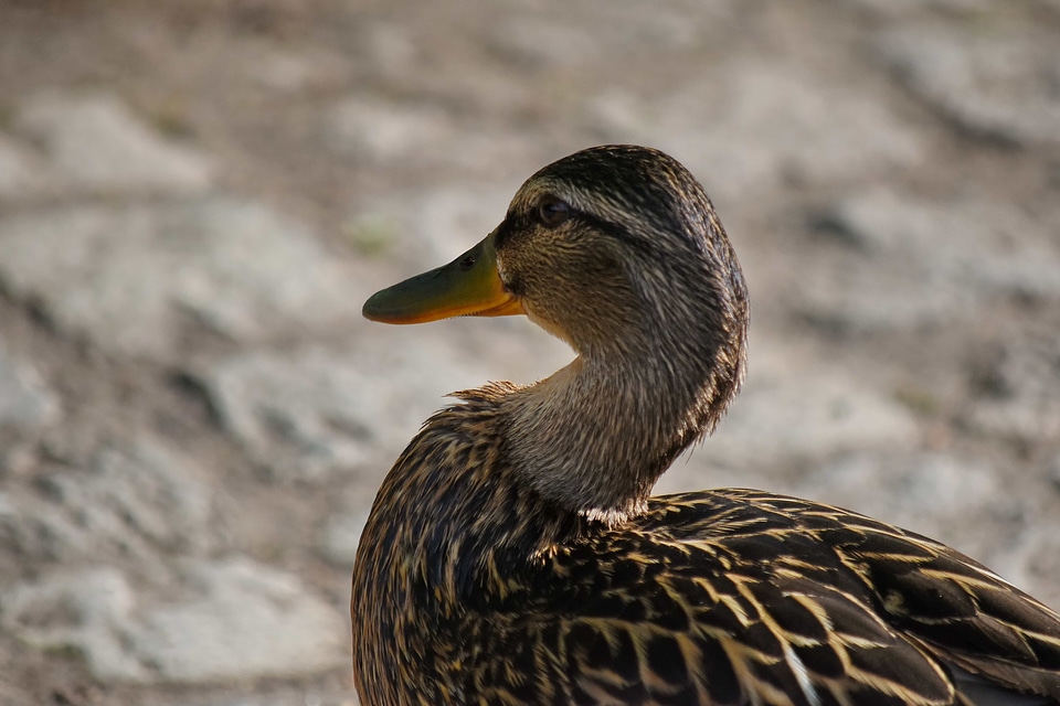 Aquatic Bird ornithology duck