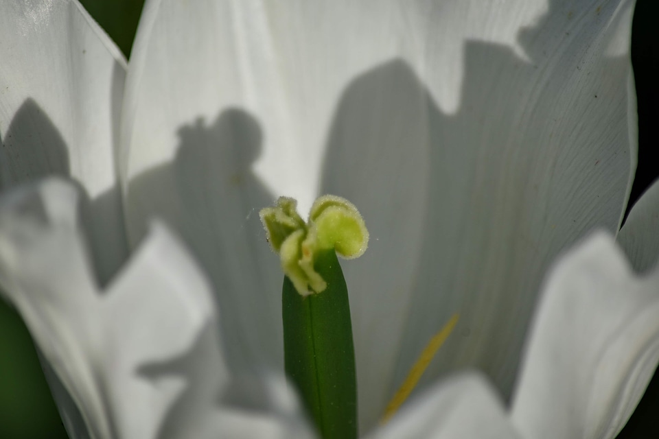 Organism pistil white flower