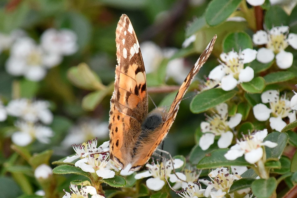 Shrub butterfly flower