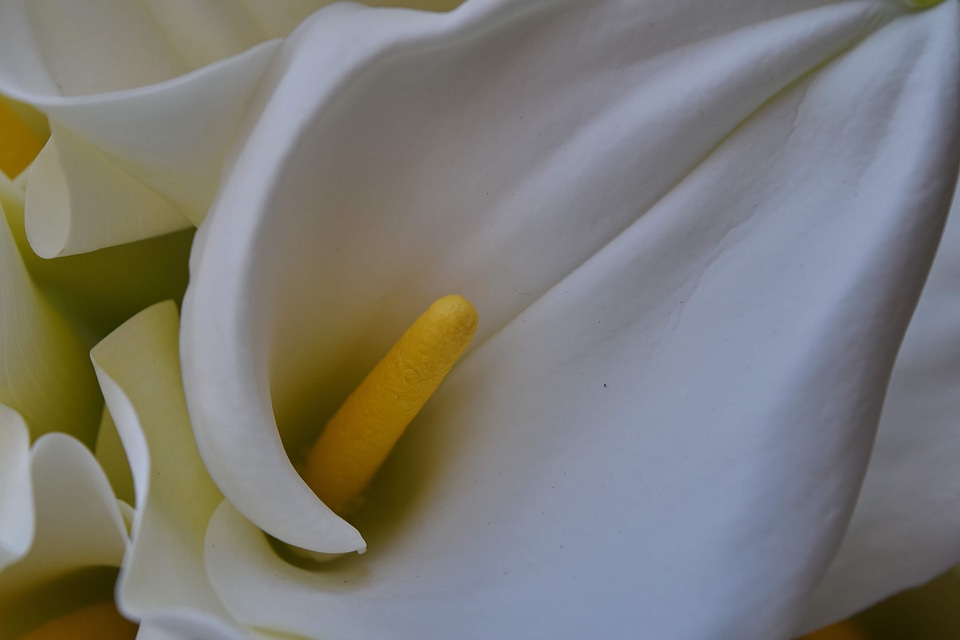 Petal white white flower