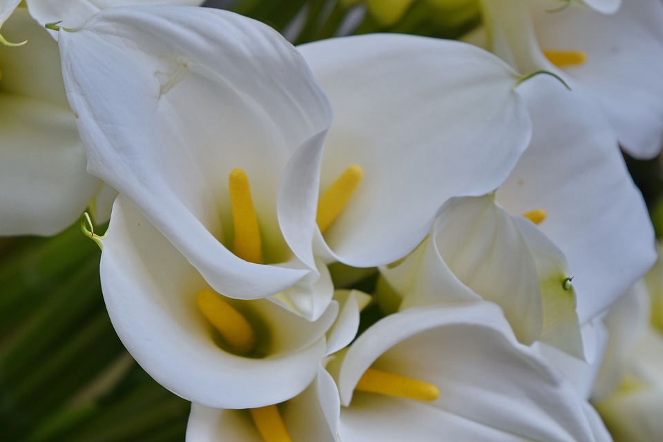 Bouquet flower flowers