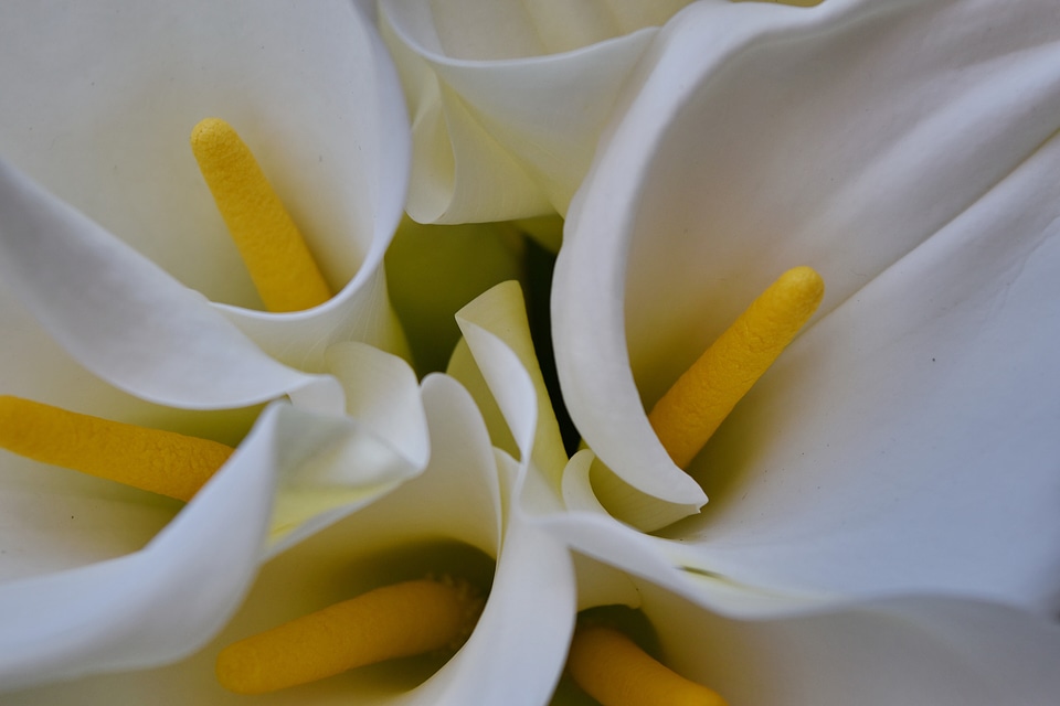 White nature flower