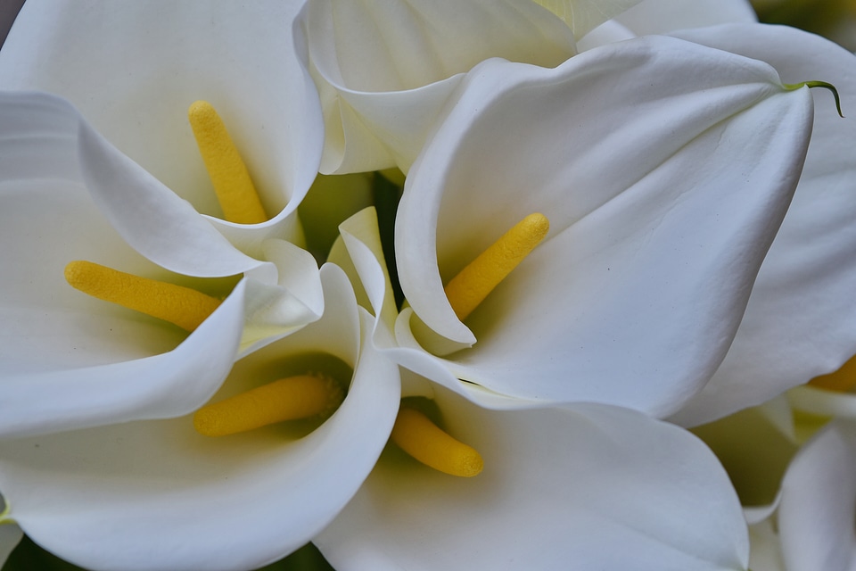 Beautiful detail lily