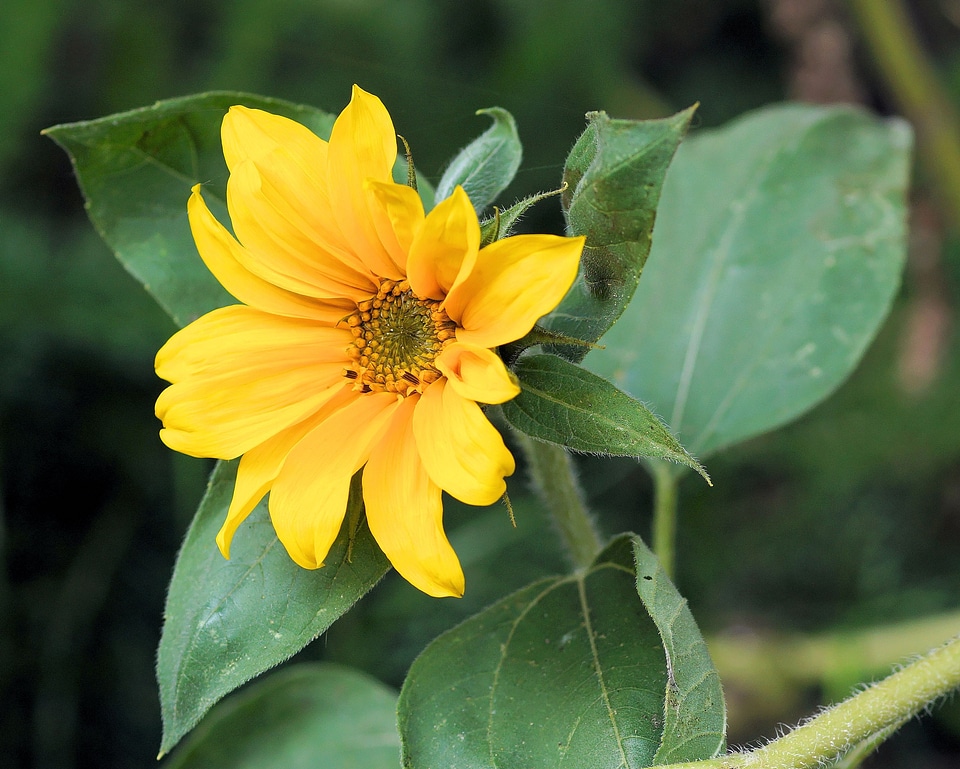 Bloom summer flora photo