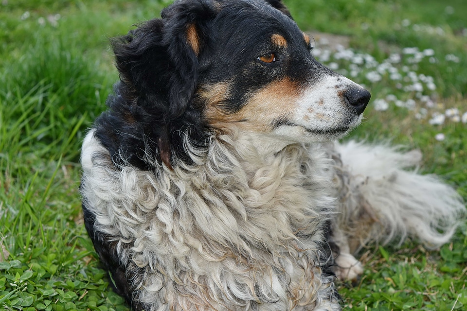 Green Grass portrait sheepdog