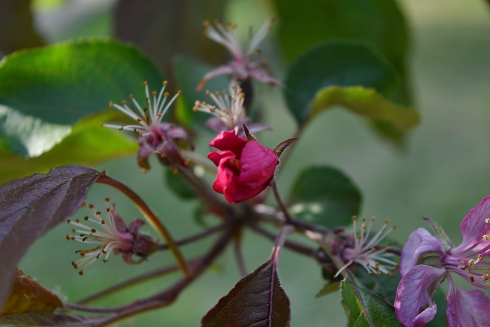 Flower Bud nature flower