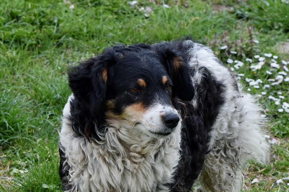 Green Grass pedigree dog