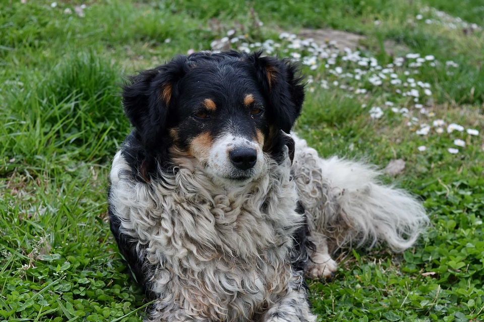Scottish Sheepdog sheepdog friend