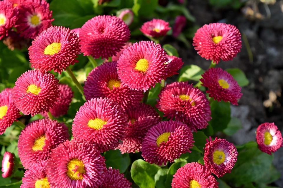 Flower nature pink