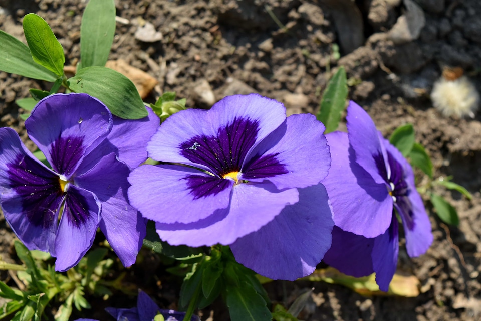 Plant garden flower