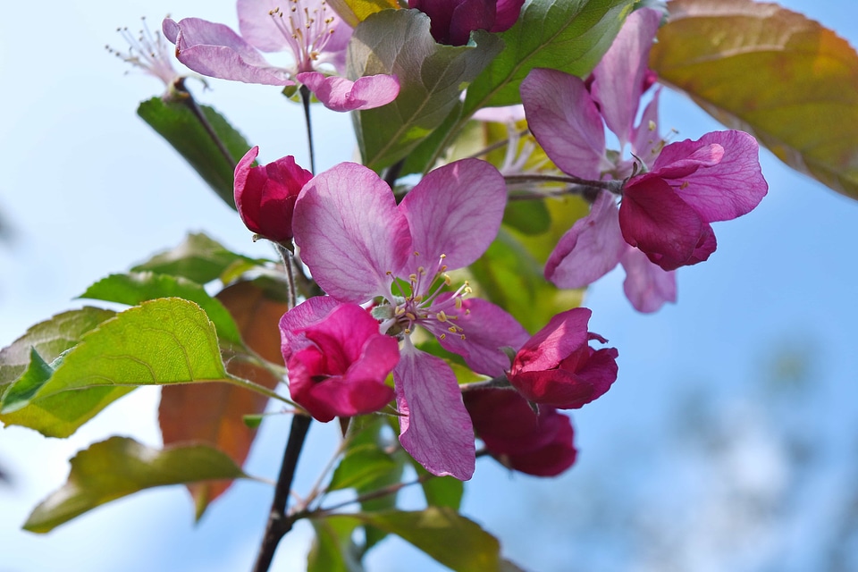 Leaf flower flora