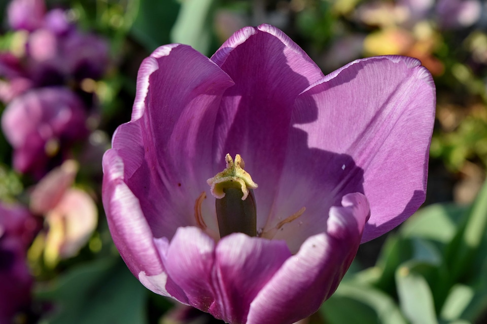 Pistil flower bloom