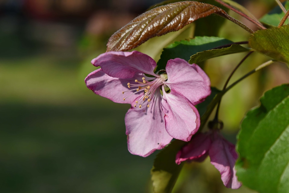 Pistil spring flower
