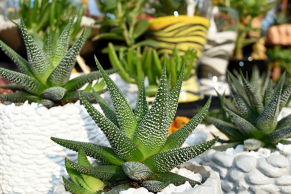 Cactus decoration detail