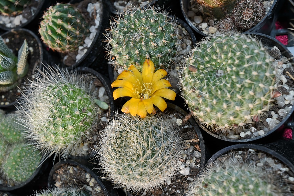 Flowerpot flora desert