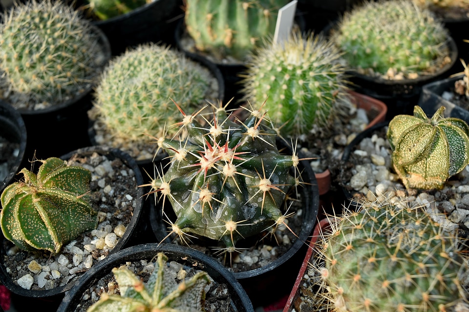 Spike cactus desert
